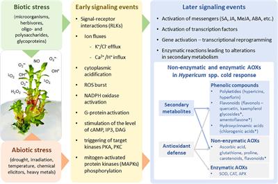 Does phenotyping of Hypericum secondary metabolism reveal a tolerance to biotic/abiotic stressors?